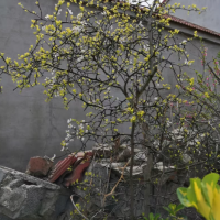 求购开蓝色花的糗茆树